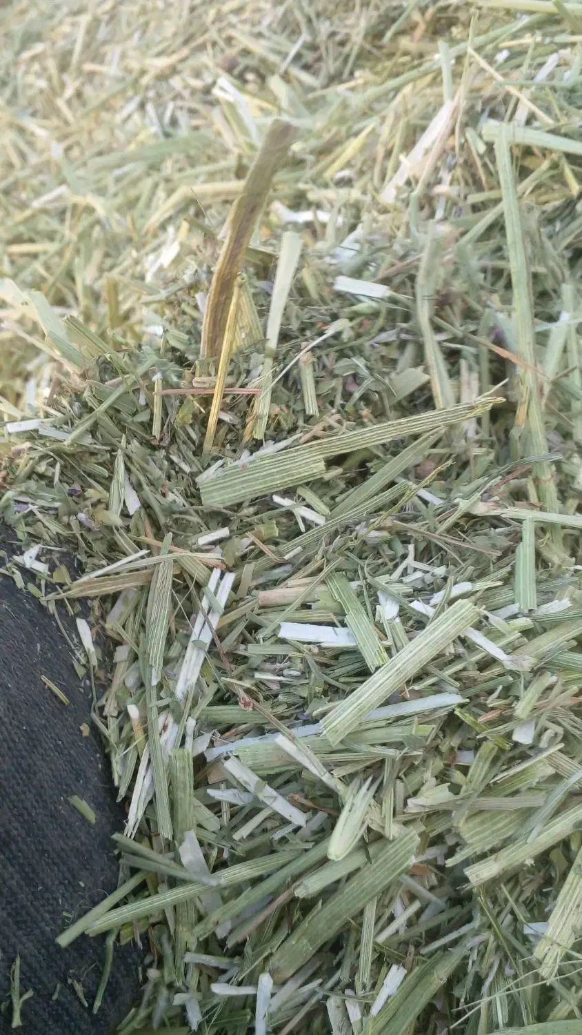 فروش یونجه اسپرس در جه یک|حیوانات مزرعه|بروجن, |دیوار