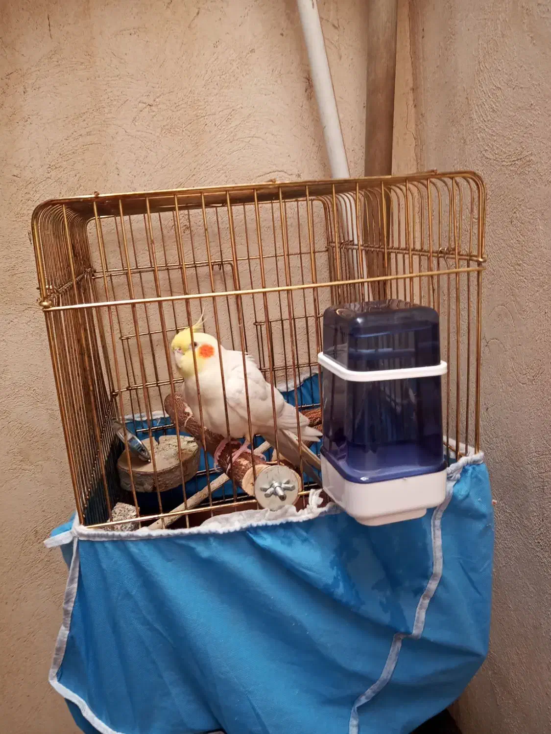 عروس هلندی|پرنده|همدان, |دیوار