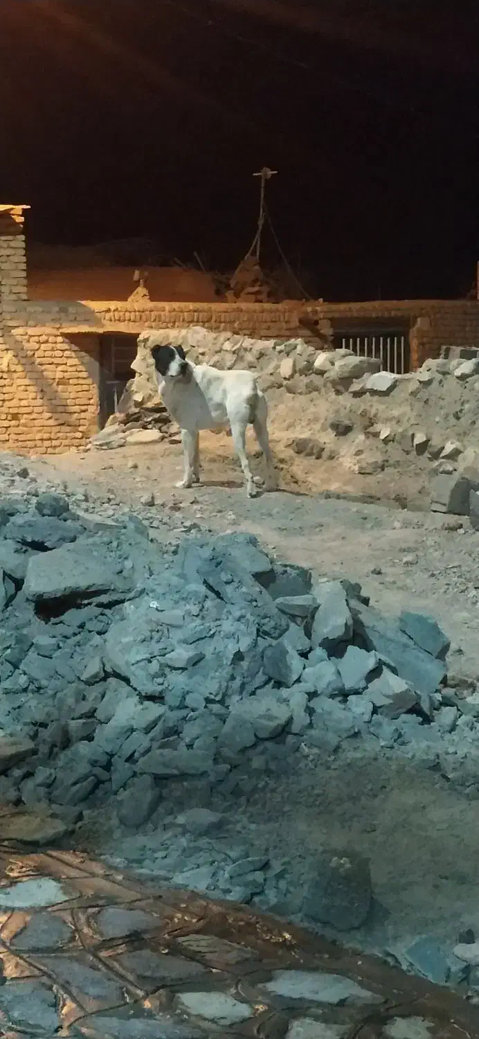 سگ گله افغان اصل|سگ|بیرجند, |دیوار