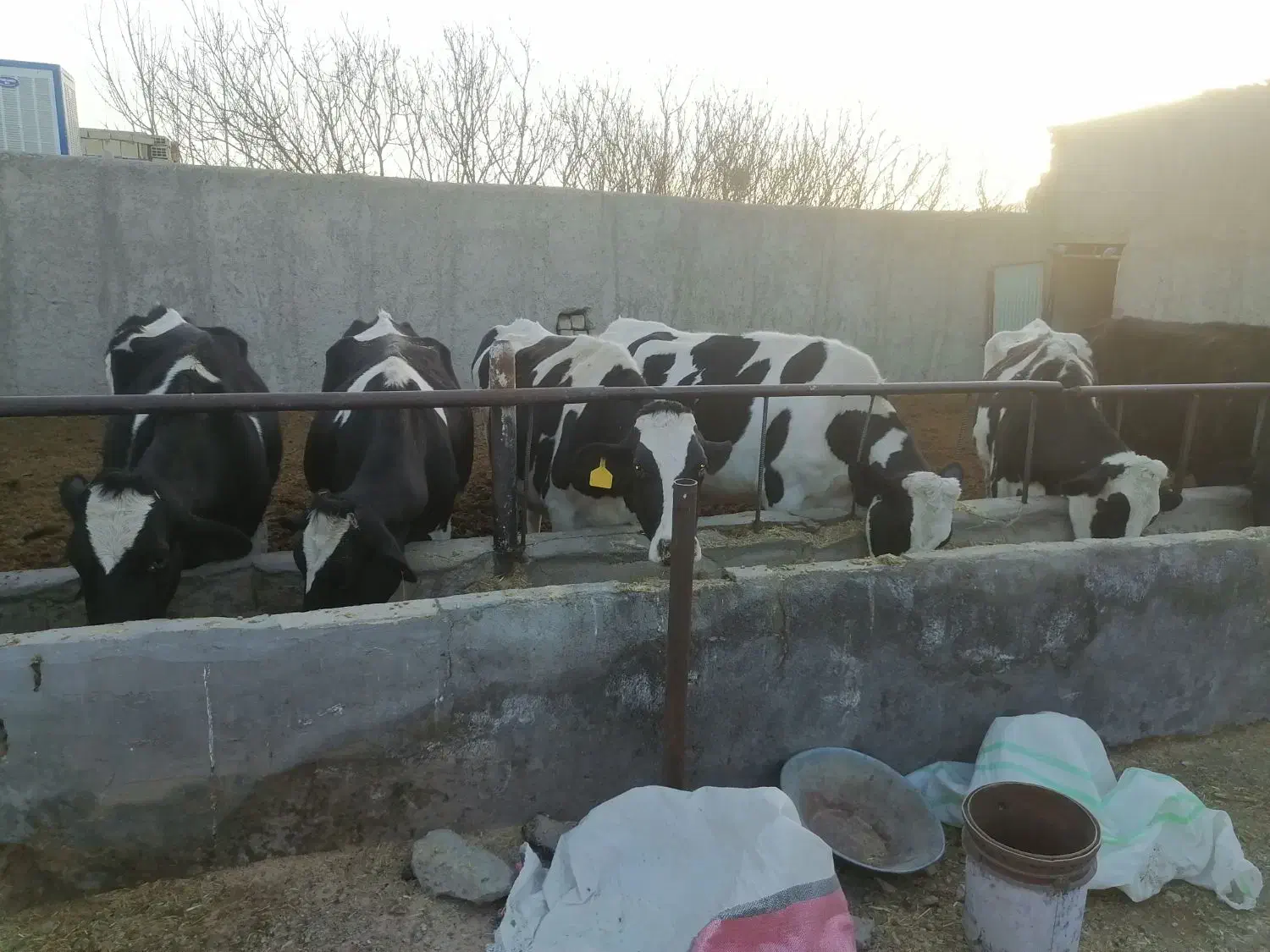 گاو|حیوانات مزرعه|مبارکه, |دیوار