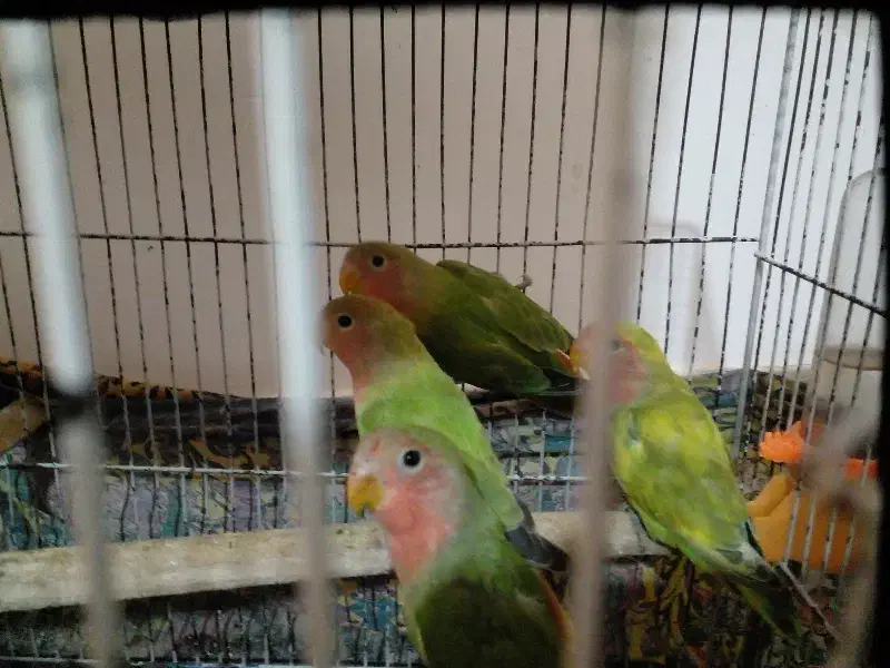 فروش طوطی برزیلی|پرنده|پیشوا, |دیوار