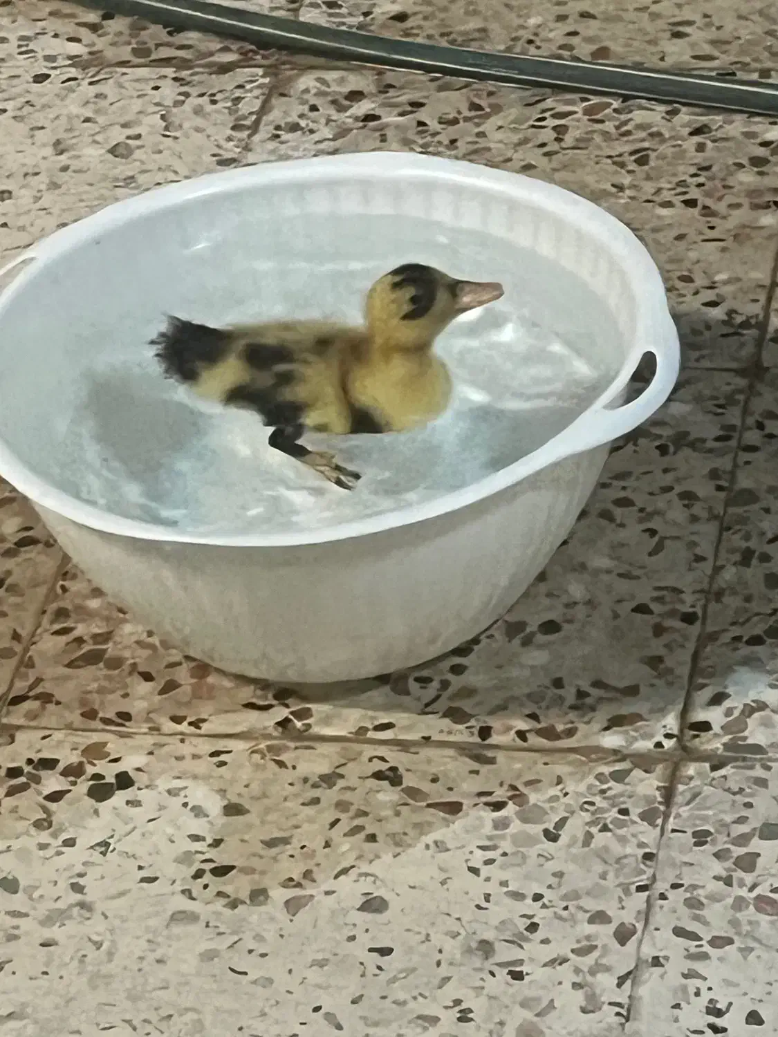 اختیاری|پرنده|مشهد, کوثر|دیوار