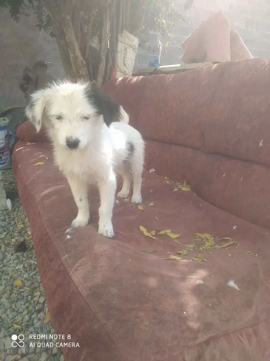 فروشی|سگ|مرودشت, رودبال|دیوار