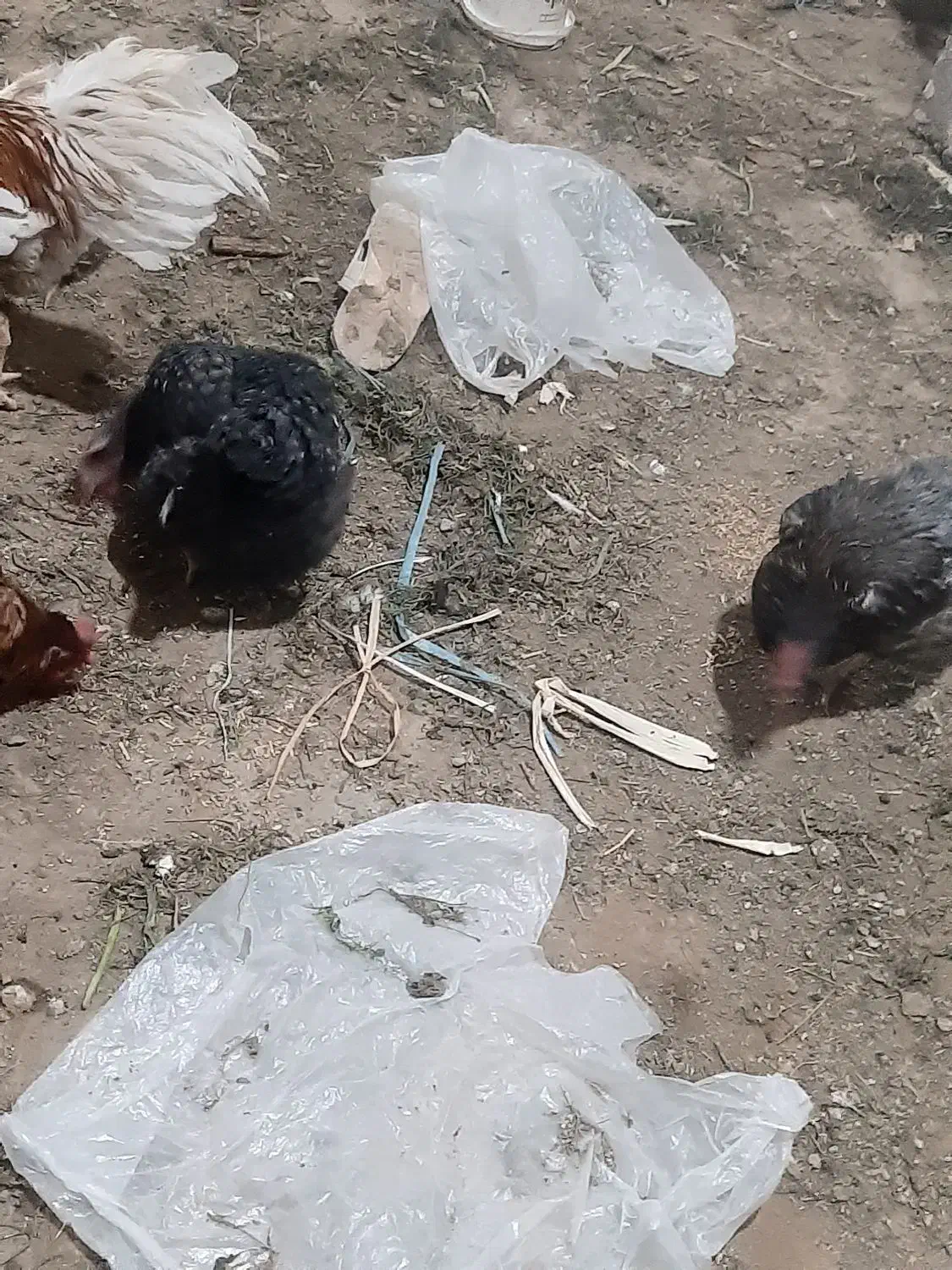 مرغ محلی|حیوانات مزرعه|آبیک, |دیوار