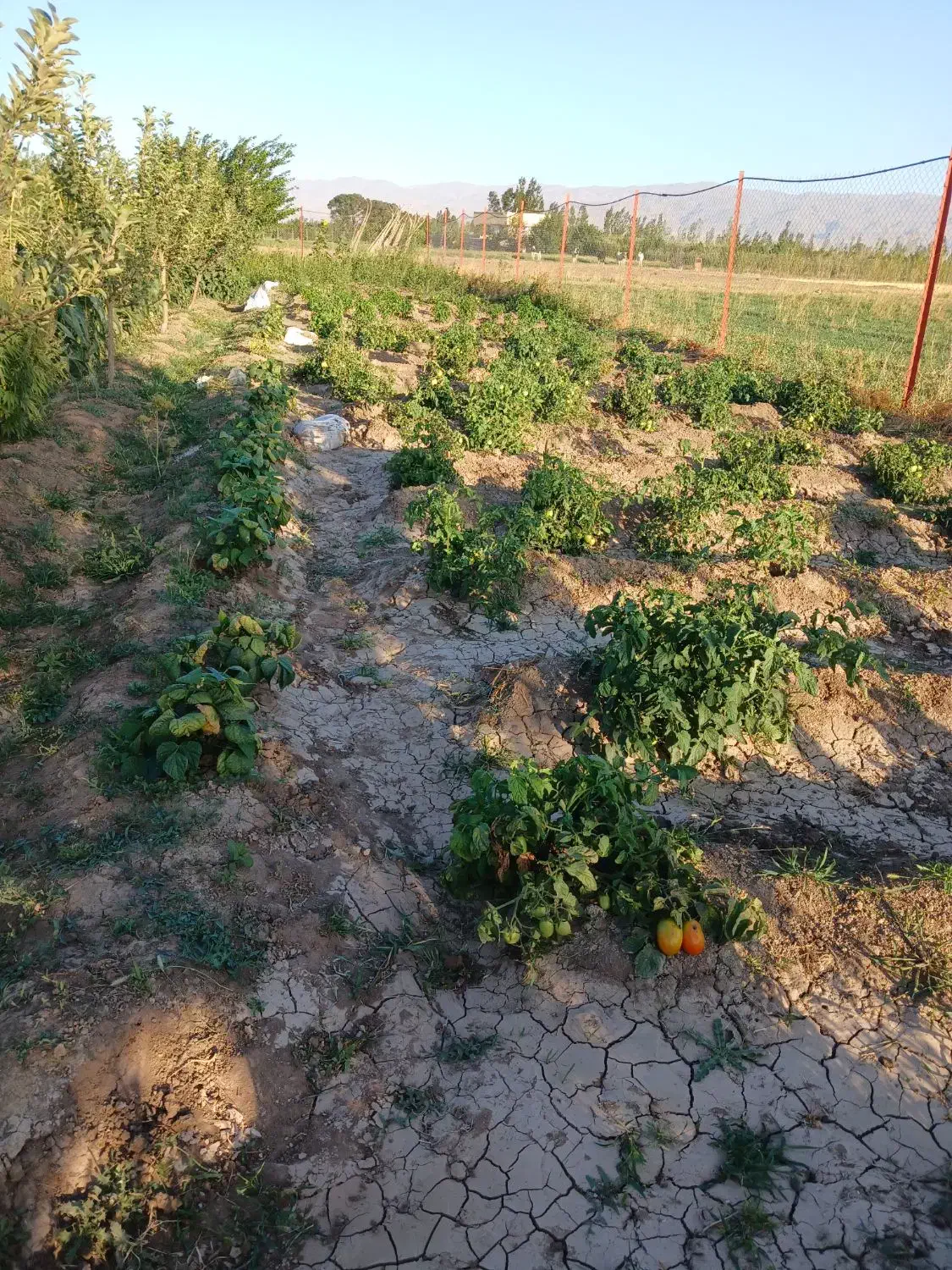 فروش باغ|فروش زمین و ملک کلنگی|سراب, |دیوار