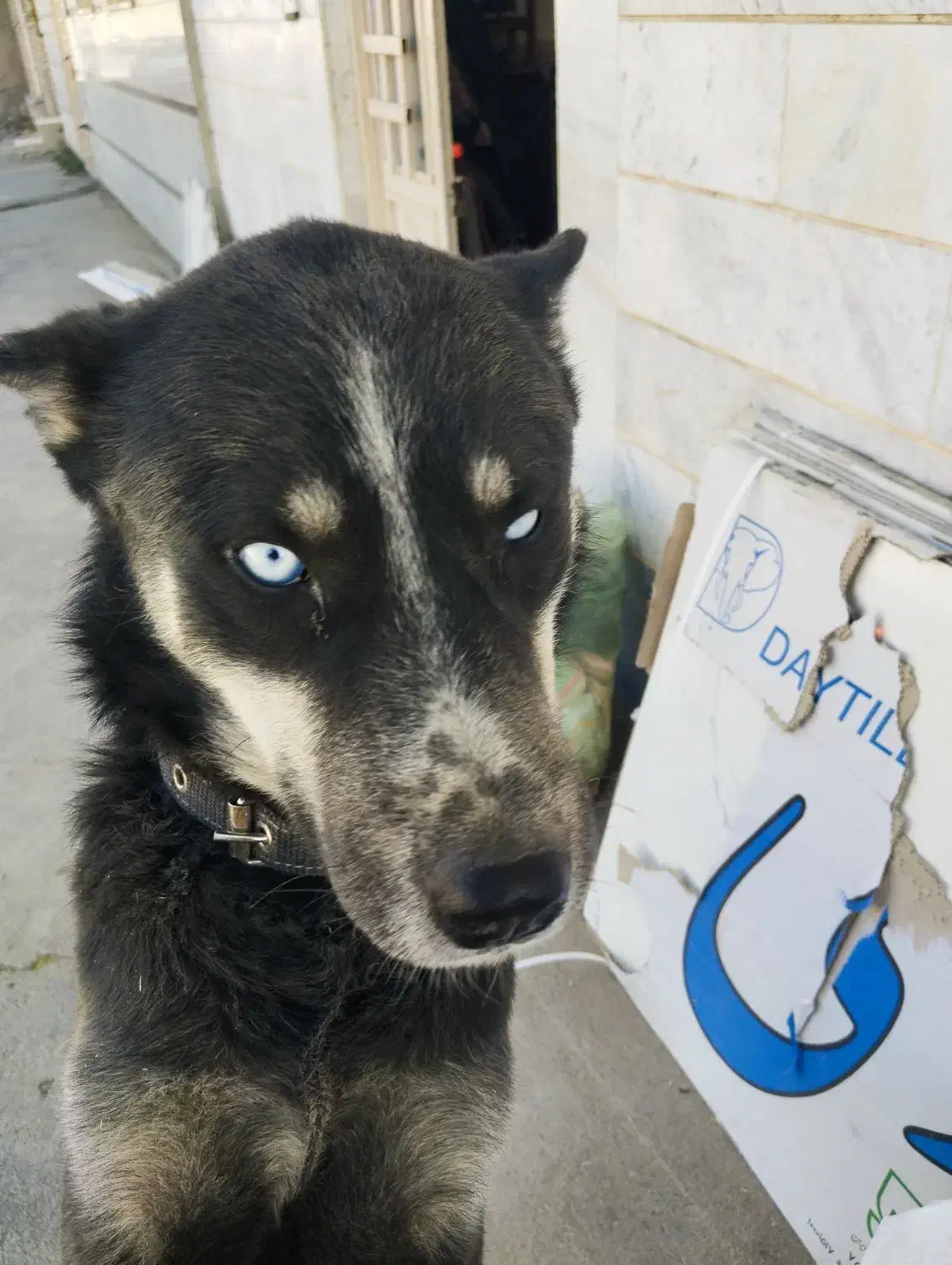 سگ گرگی|سگ|سربند, |دیوار