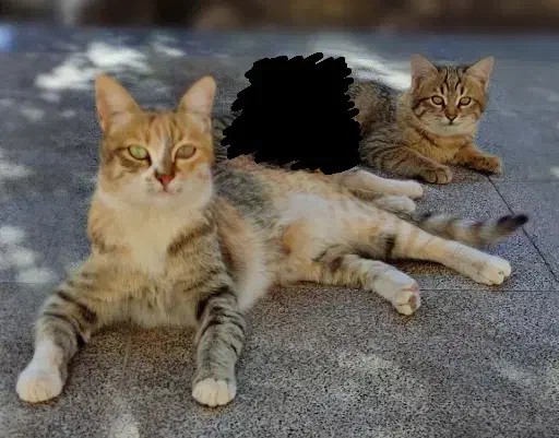 بچه گربه و مامانش|گربه|کرمان, |دیوار