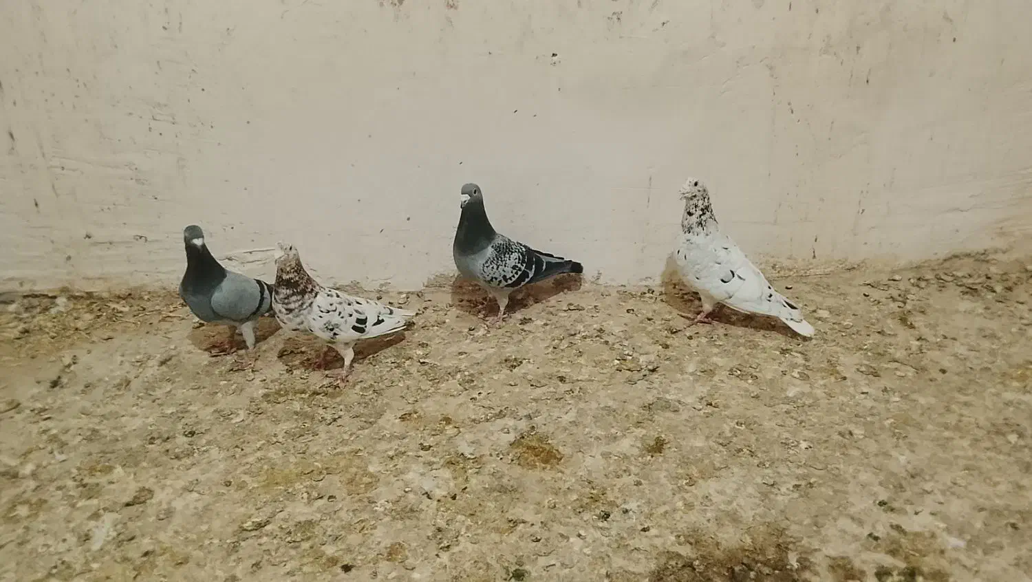 کبوتر سرور سبز سار پولکی جفت|پرنده|گلبهار, بیزکی|دیوار
