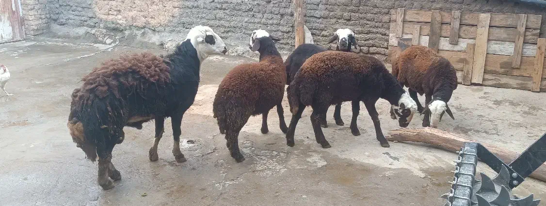 بره|حیوانات مزرعه|الیگودرز, |دیوار