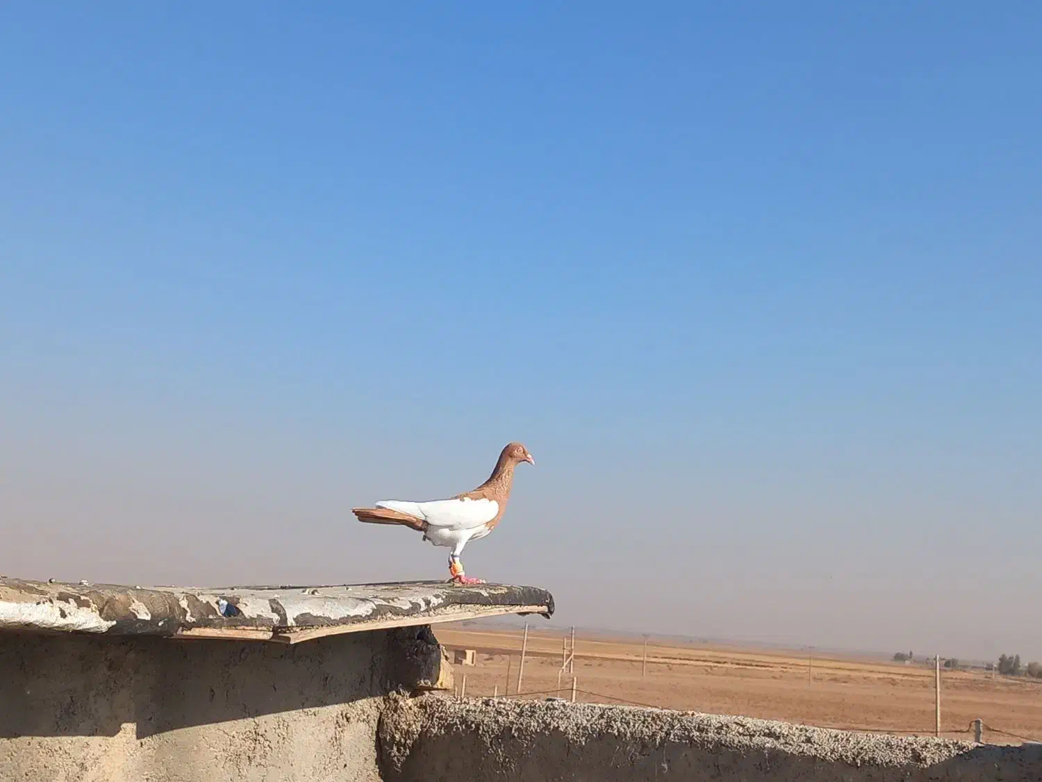 یهودی عقاب|پرنده|تاکستان, |دیوار