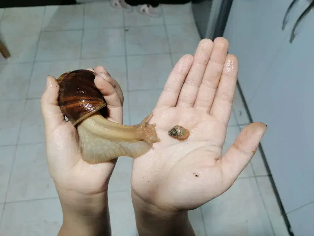 فروش حلزون تخم گذار|خزنده|شیراز, شهرک والفجر|دیوار