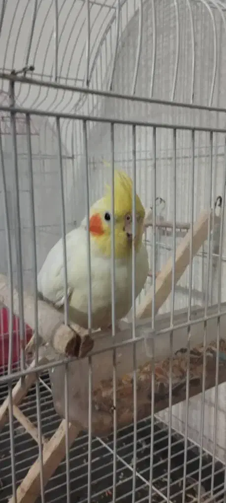 عروس هلندی ماده|پرنده|شاهین‌شهر, نبوت|دیوار