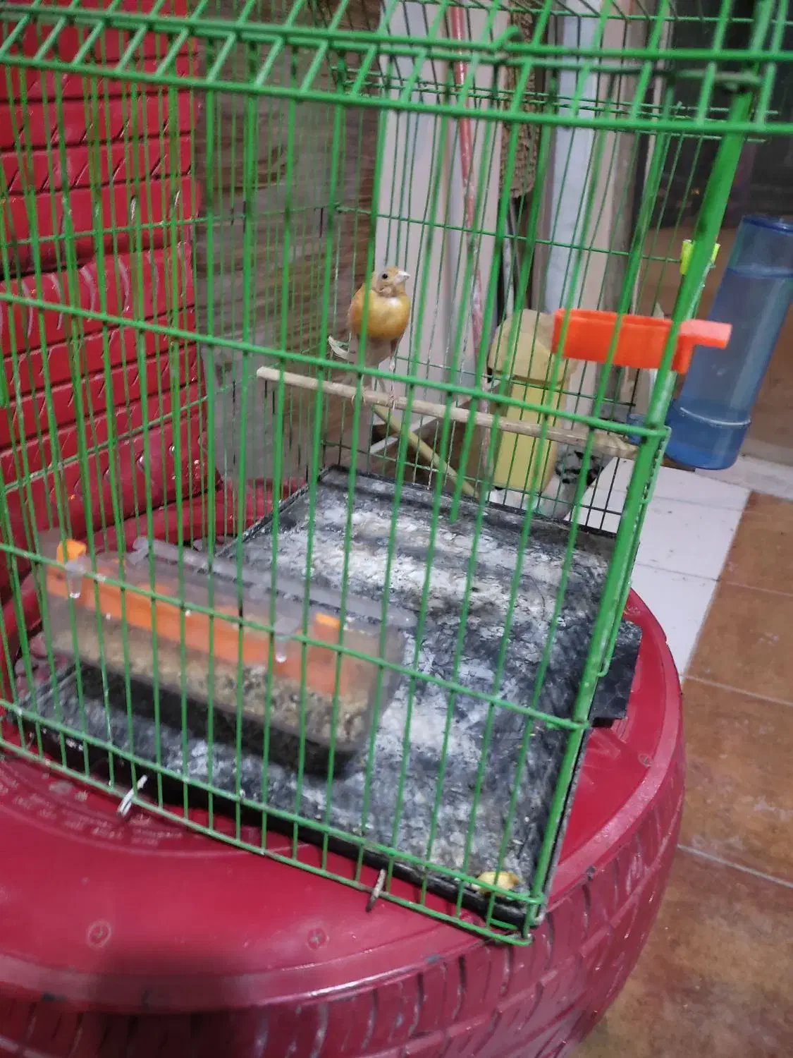 قناری|پرنده|بجنورد, |دیوار