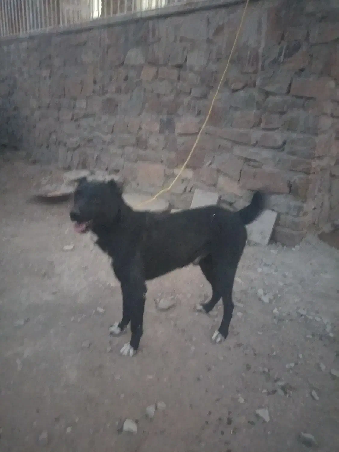 سگ نگهبان|سگ|تفرش, |دیوار