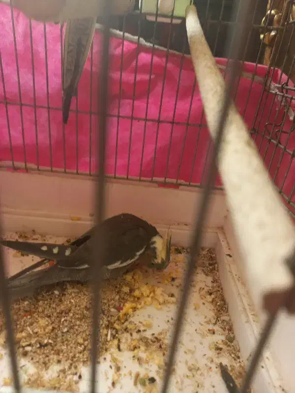 پرنده|پرنده|تهران, بازار|دیوار