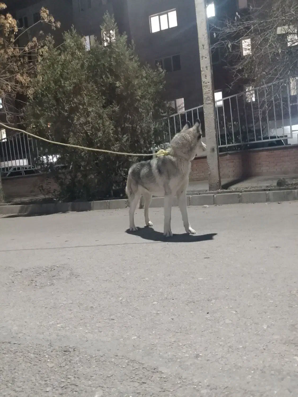 سگ هاسگی ماده فروش فوری|سگ|بجنورد, |دیوار