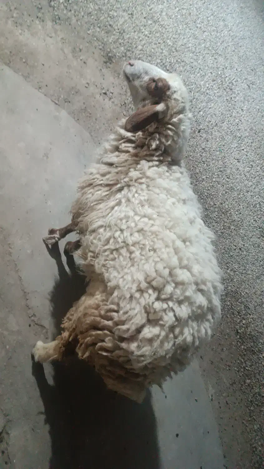 بره ماده|حیوانات مزرعه|اهواز, دغاغله|دیوار