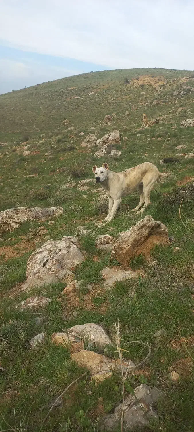 سگ.|سگ|سنقر, |دیوار