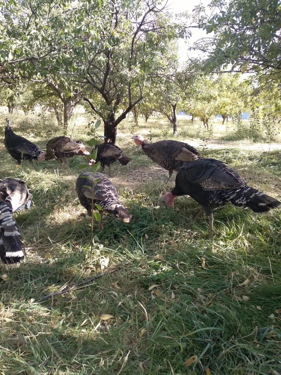 بوقلمون محلی|حیوانات مزرعه|همدان, |دیوار