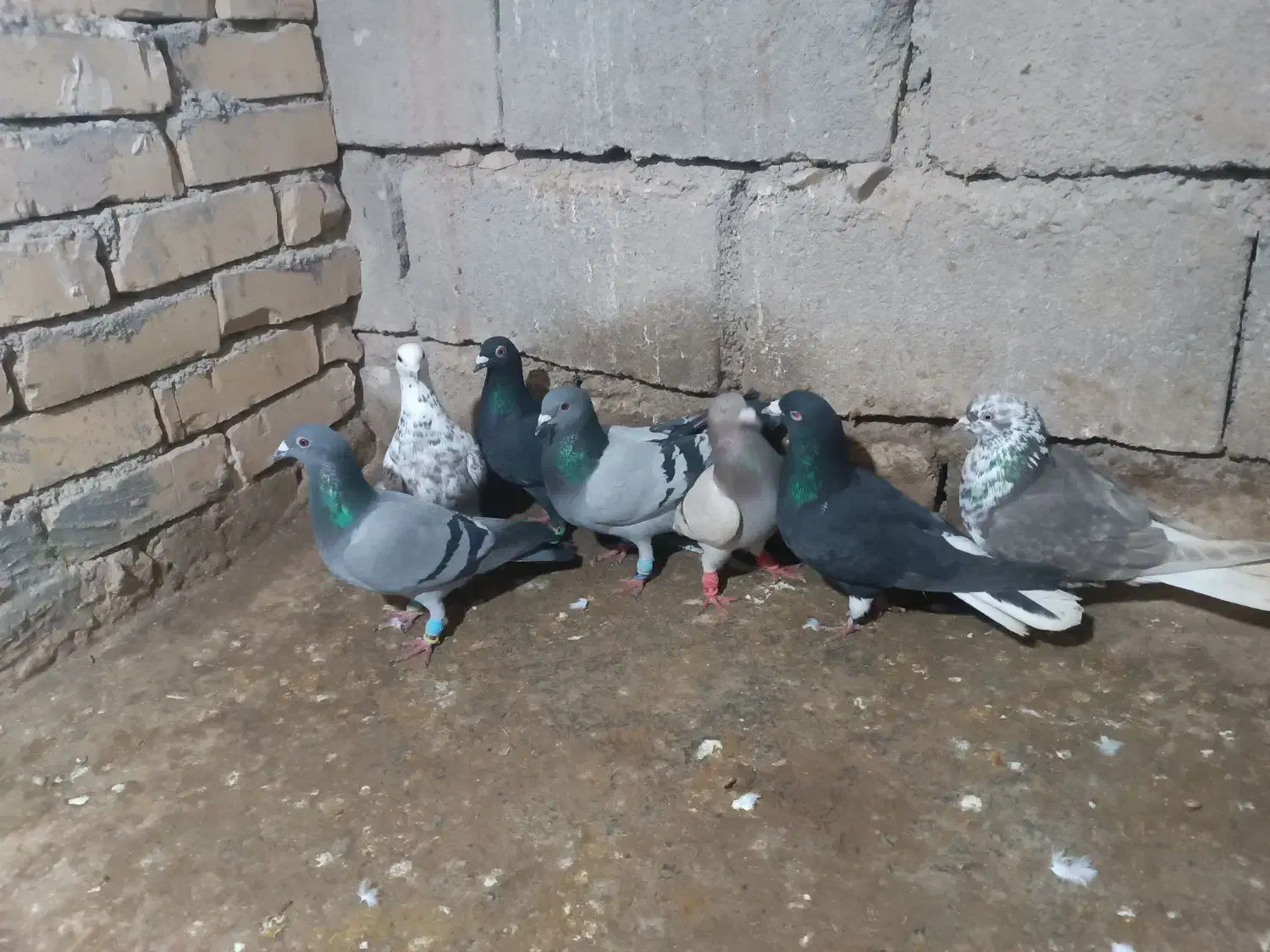 کبوتر|پرنده|اسفراین, |دیوار