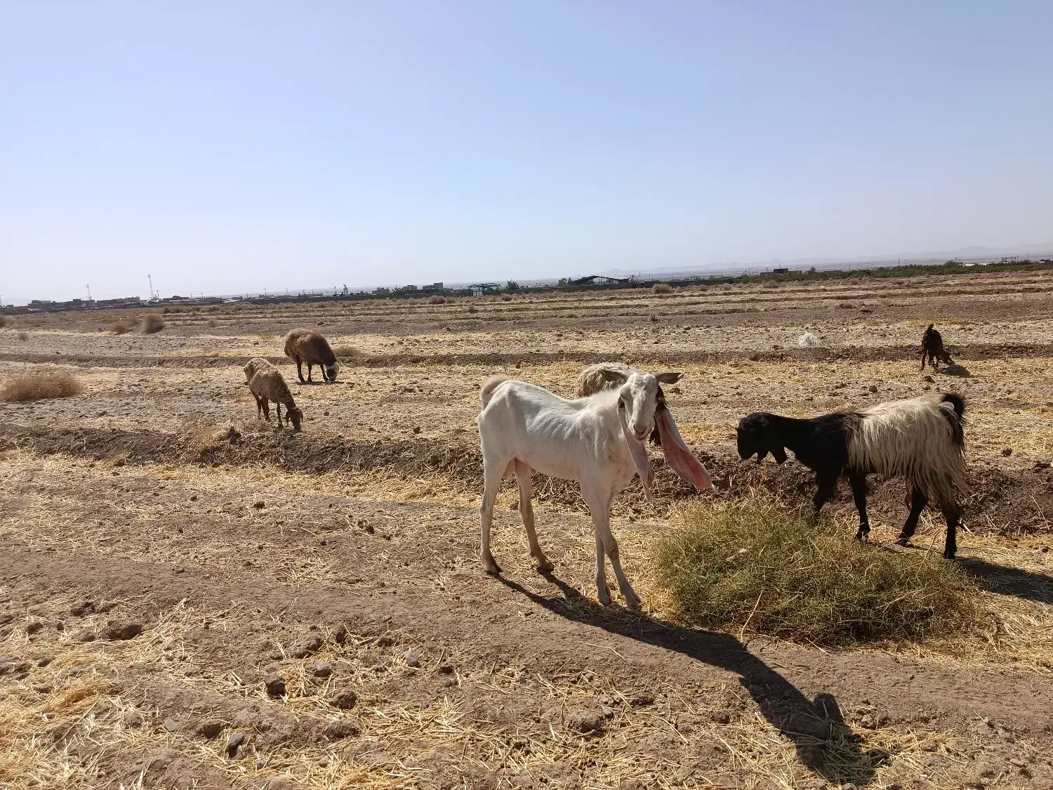 گلاب اصل بهترین نژاد سه قلوزا|حیوانات مزرعه|بردسکن, |دیوار