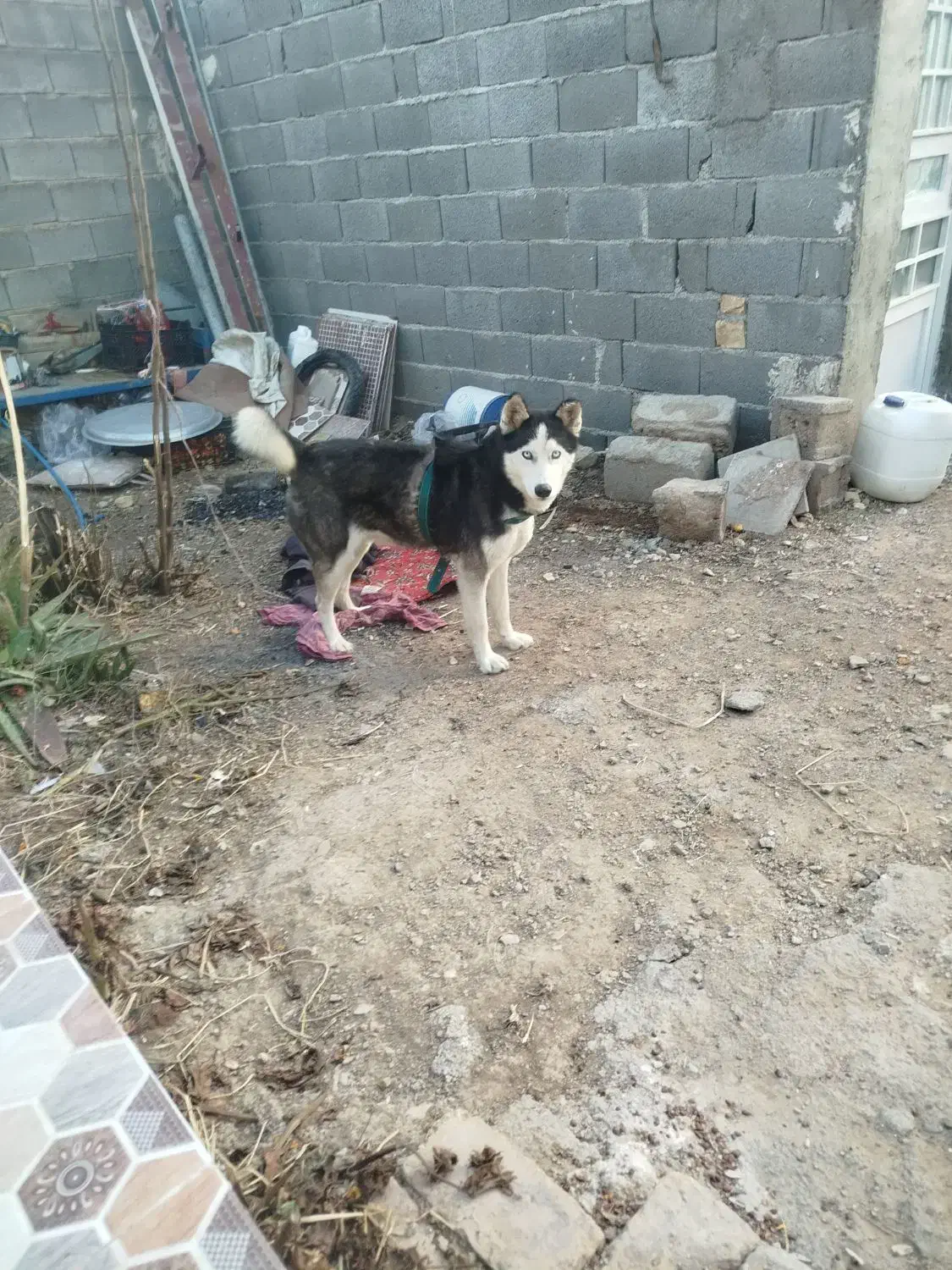 سگ هاسکی|سگ|ارسنجان, |دیوار