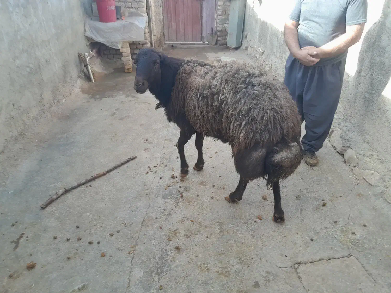 قوچ|حیوانات مزرعه|خاوه, |دیوار