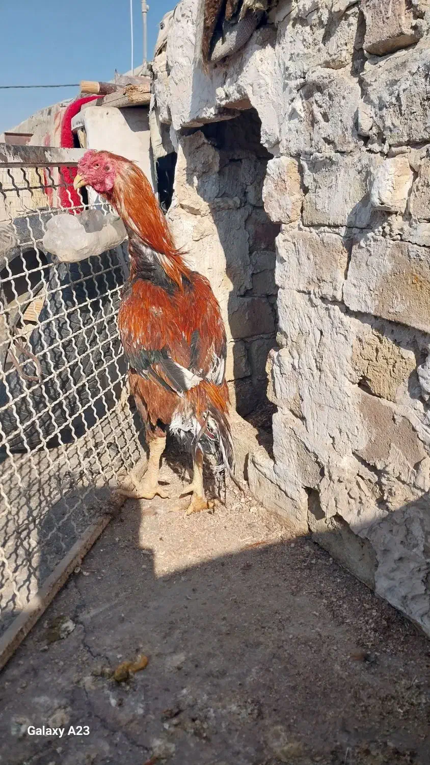 خروس لاری|حیوانات مزرعه|رباط‌کریم, انجم آباد|دیوار