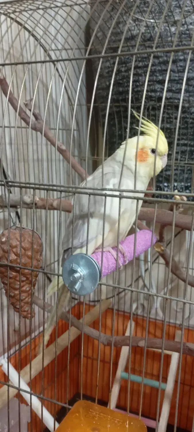 عروس هلندی سخنگو|پرنده|تهران, گلاب دره|دیوار