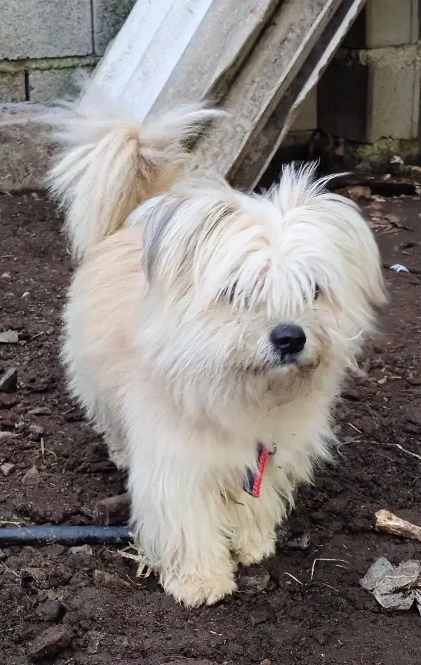 سگ پاکوتاه تریر|سگ|نور, |دیوار