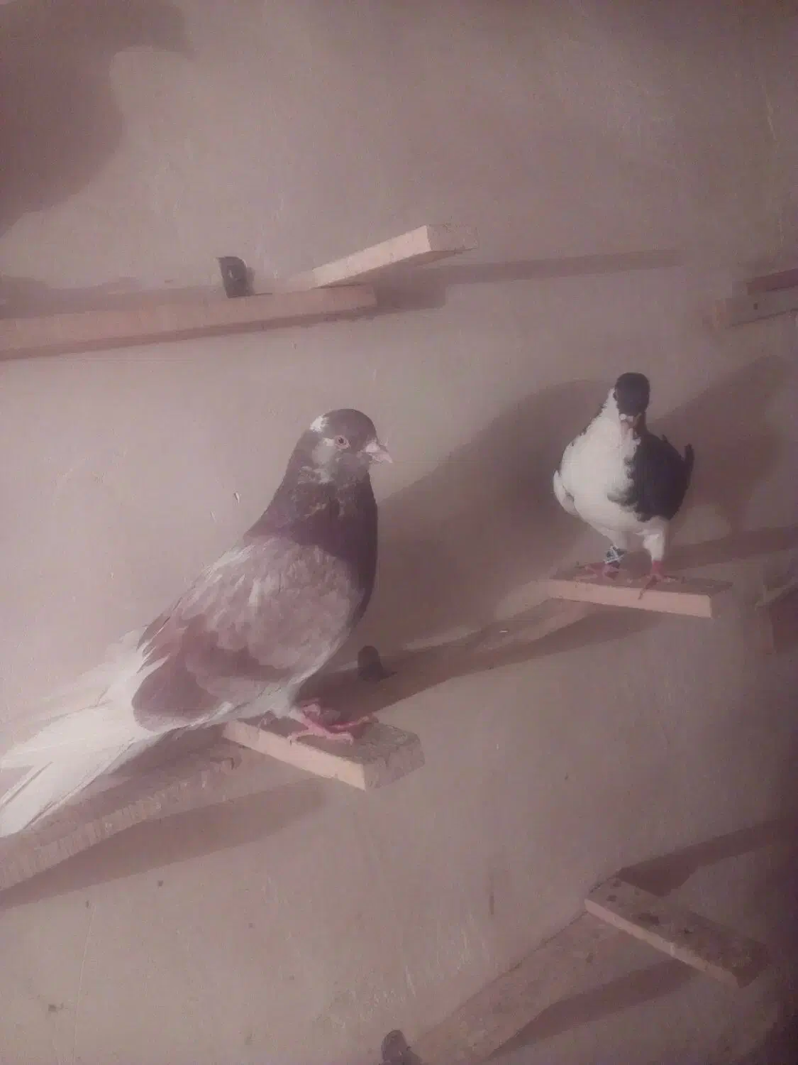 ۴ تا کفتر|پرنده|صفادشت, |دیوار