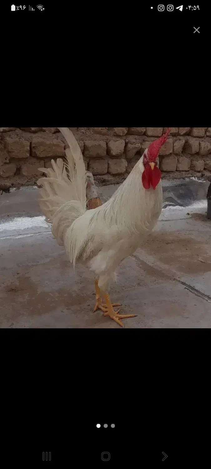 خروس گمشده|حیوانات|قم, شهدا|دیوار