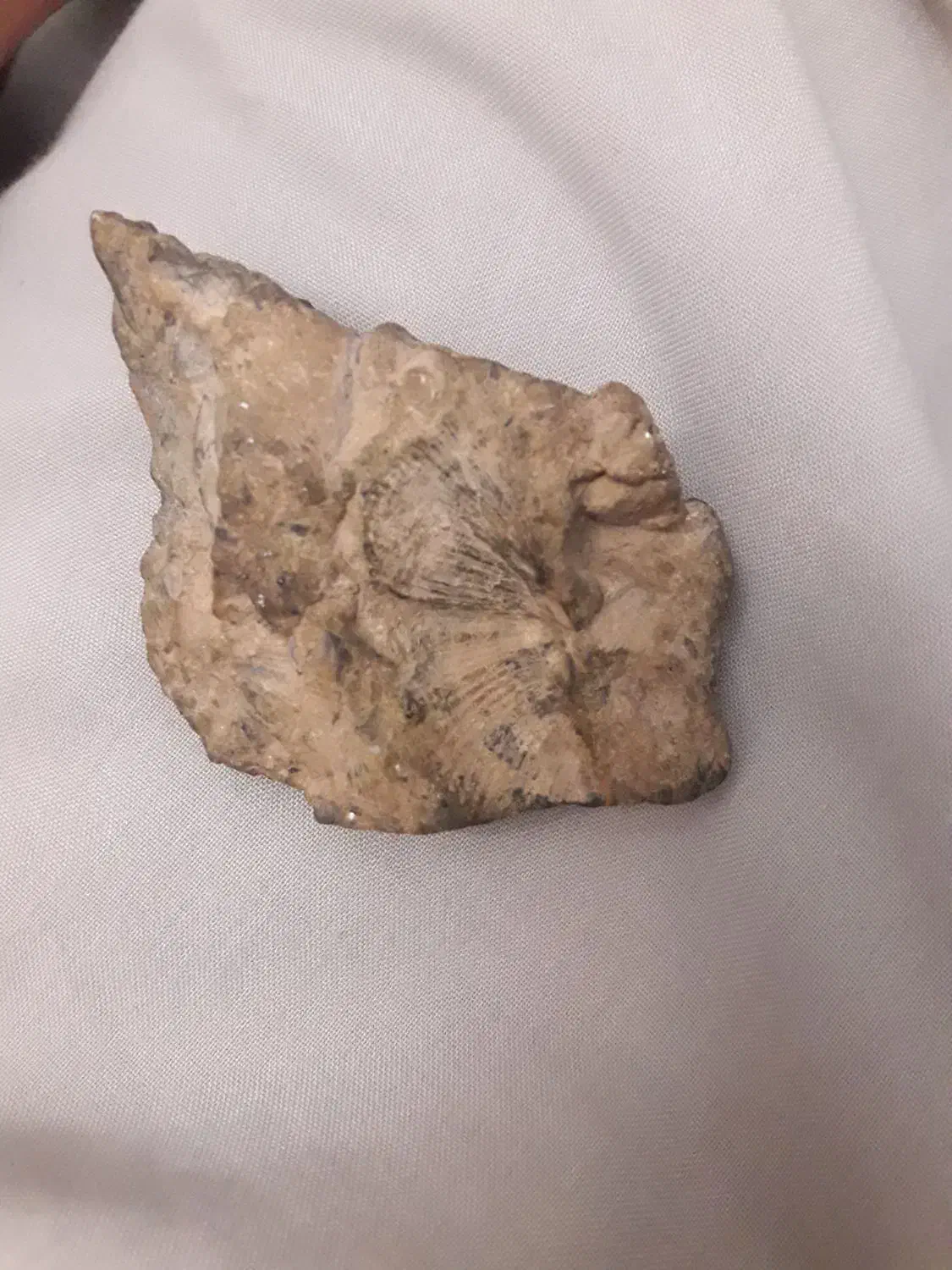 فسیل صدف|کلکسیون اشیاء عتیقه|مشهد, عبادی|دیوار