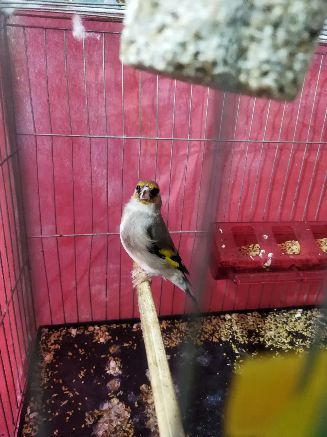 سقا|پرنده|کرمان, |دیوار