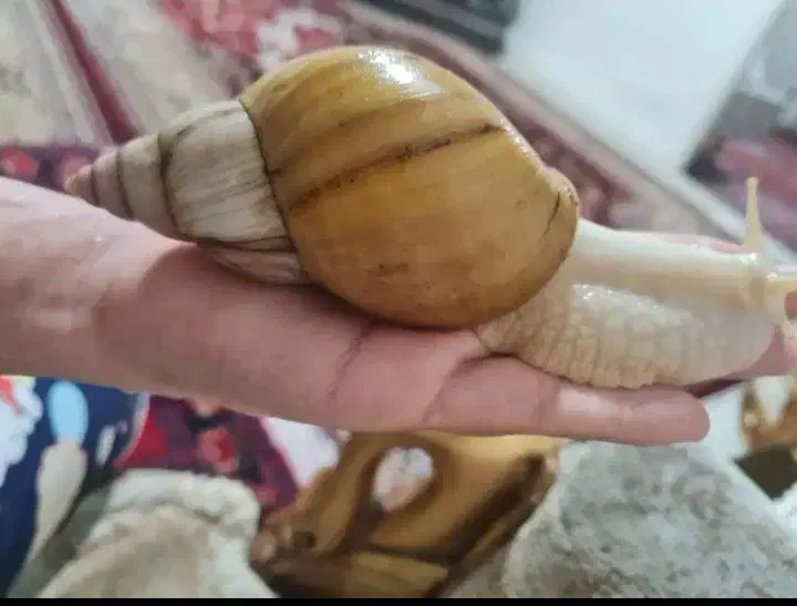 حلزون کاملا مولد|خزنده|تبریز, |دیوار