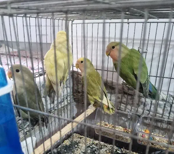 طوطی برزیلی|پرنده|محمدشهر, جعفرآباد|دیوار