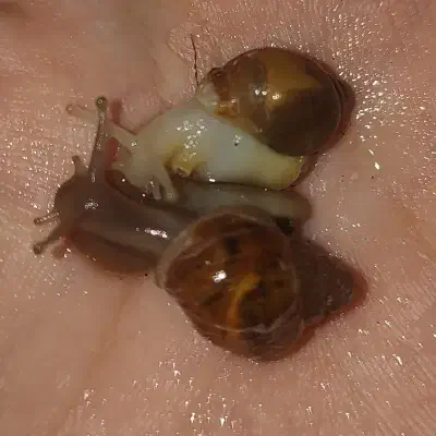 جوجه حلزون|خزنده|اهواز, زیتون کارمندی|دیوار