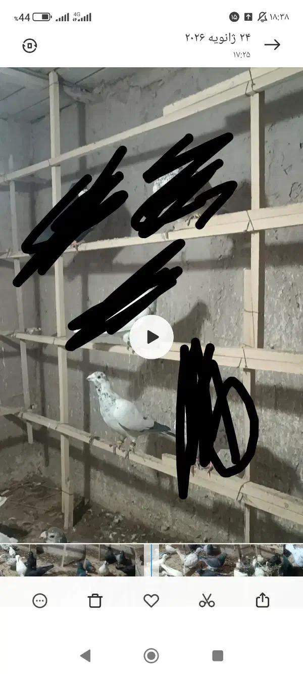 سوسکی|حیوانات|نیشابور, مازول|دیوار