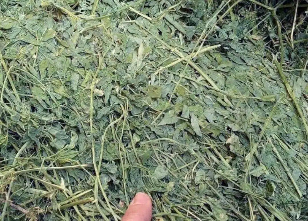 یونجه|لوازم جانبی حیوانات|هرسین, |دیوار