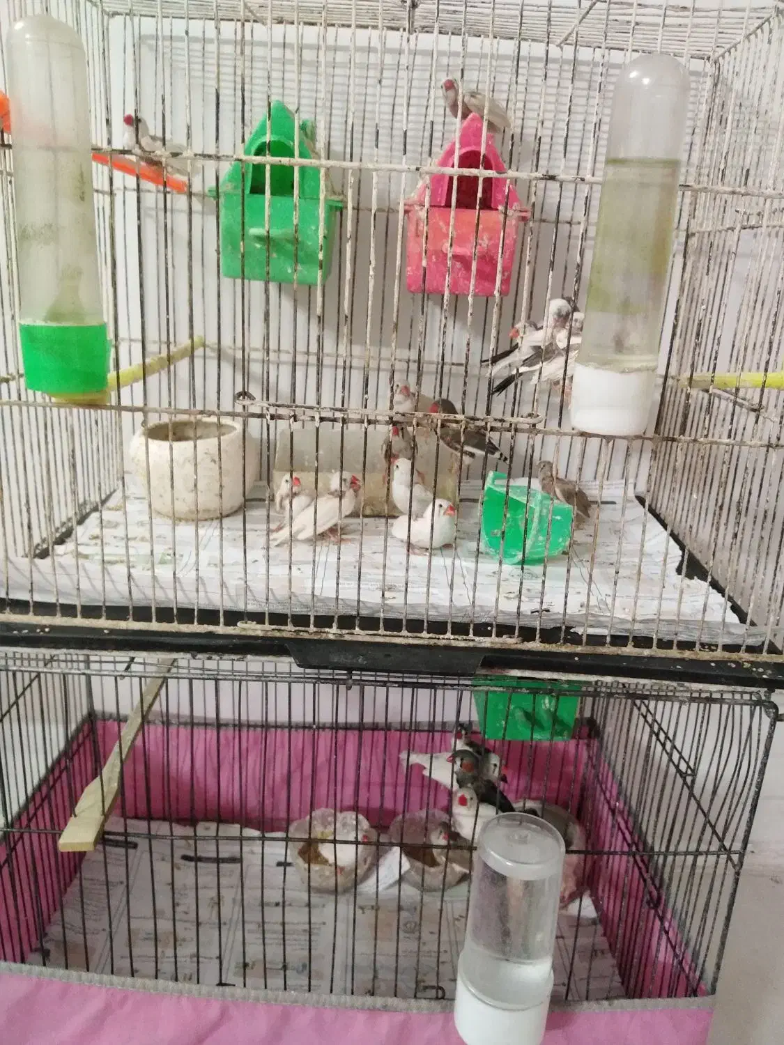 فنچ|پرنده|مشهد, نکاح|دیوار