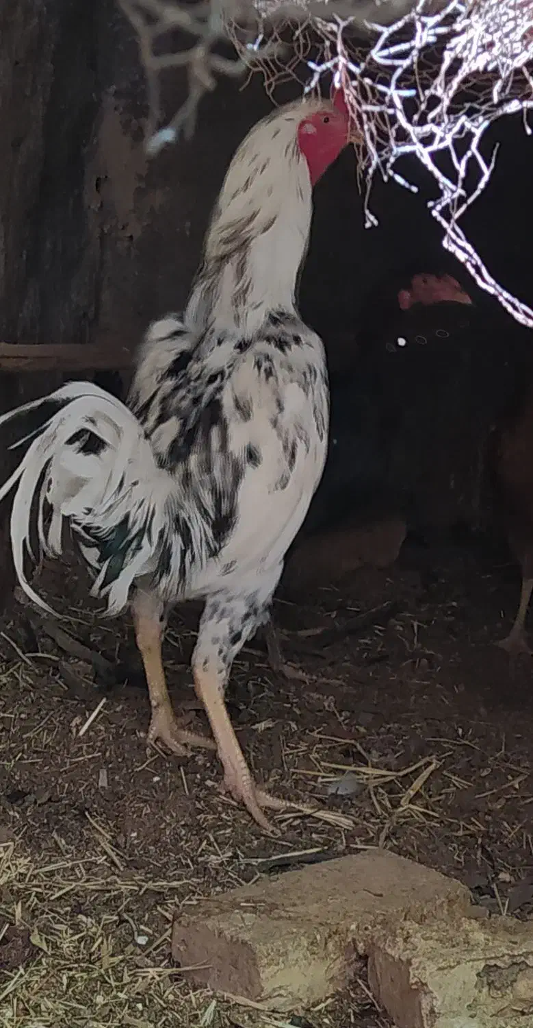 خروس لاری|حیوانات مزرعه|اردکان, |دیوار