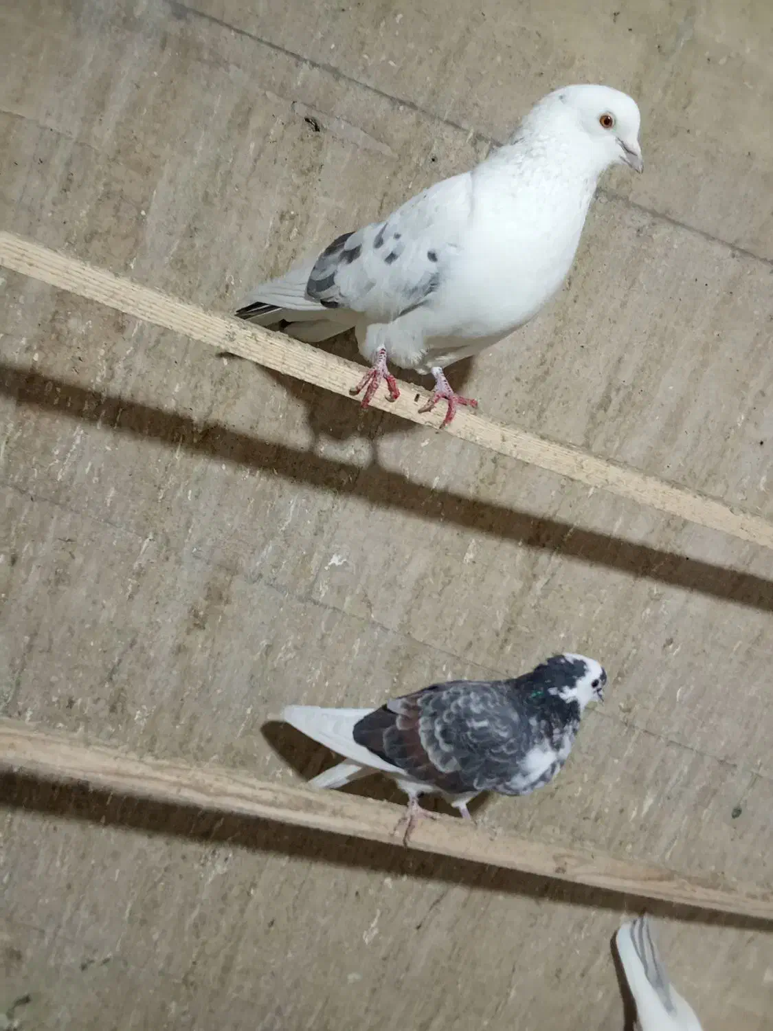 کبوتر پرشی|پرنده|سلطانیه, |دیوار