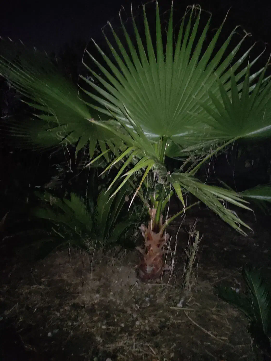 پالم واشنگتن|گل و گیاه طبیعی|رشت, حومه رشت|دیوار