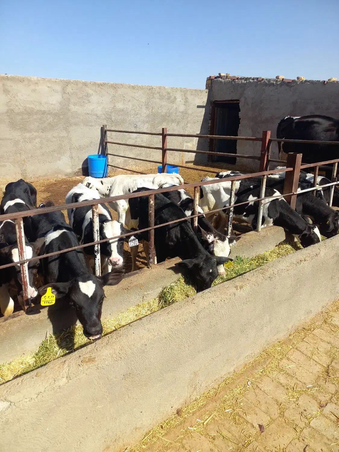 گوساله نر هلشتاین شیر گرفته|حیوانات مزرعه|شال, |دیوار