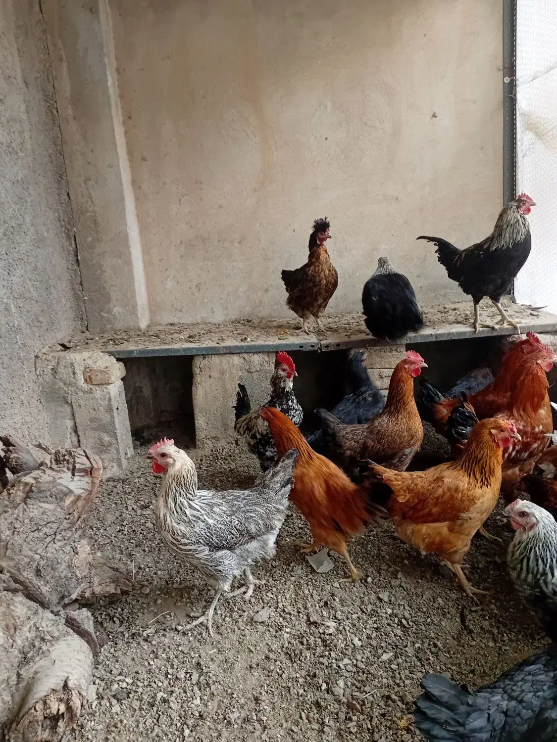 جوجه مرغ و خروس|حیوانات مزرعه|بومهن, |دیوار