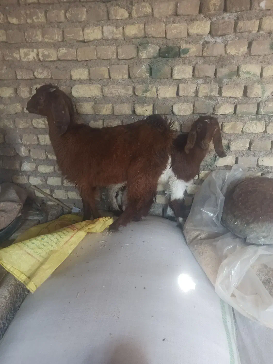 نرماده|حیوانات مزرعه|دزفول, |دیوار