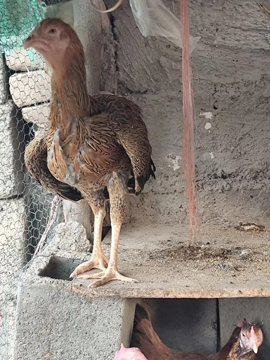 مرغ و خروس فروشی|حیوانات مزرعه|بمپور, |دیوار