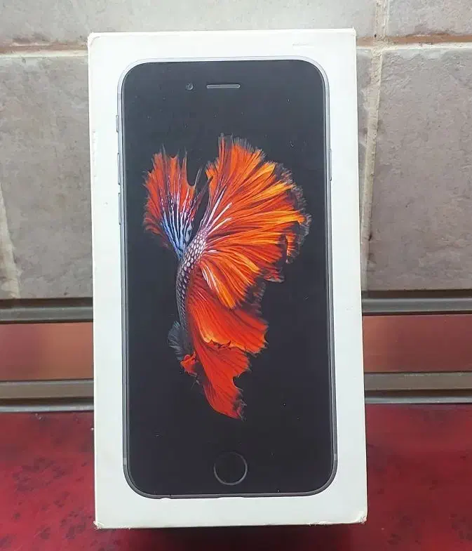 Iphone 6s|موبایل|رشت, کاکتوس|دیوار