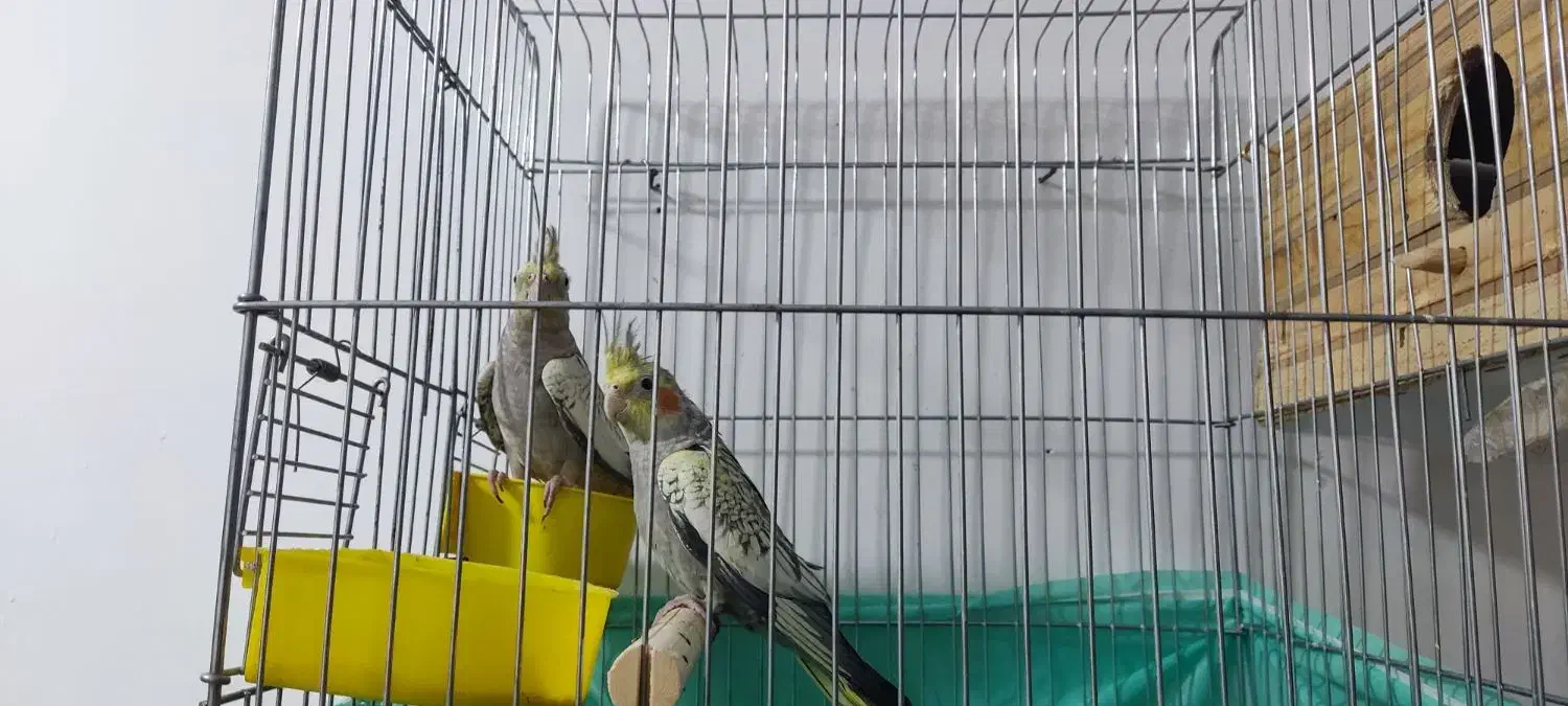 تعویض عروس هلندی با طوطی برزیلی|پرنده|اسلام‌شهر, شهرک سالور|دیوار