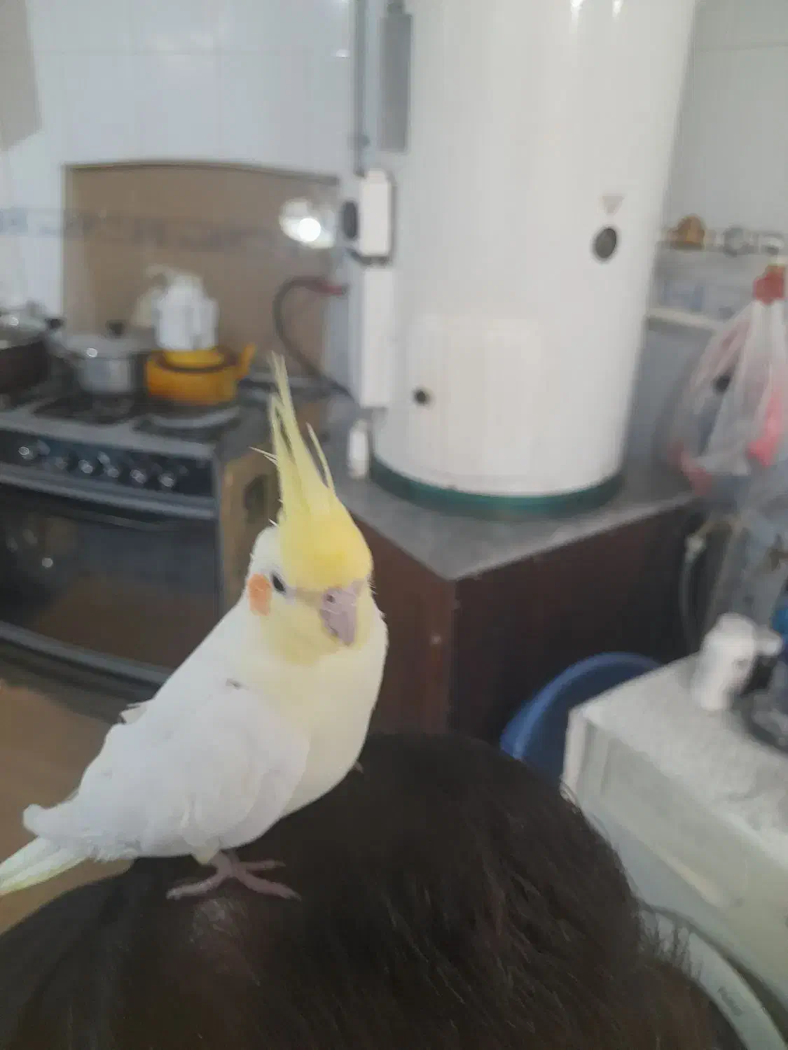 عروس هلندی|پرنده|شهرضا, |دیوار